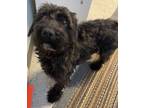 Adopt Hazel A Black Corgi / Mixed Dog In Blair, WI (37660623)