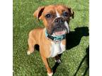 Adopt Gwen A Tan/Yellow/Fawn Boxer / Mixed Dog In Buellton, CA (37660510)