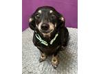 Adopt Betsy a Black Dachshund / Mixed dog in Pekin, IL (37658548)