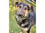 Adopt Wolfgang a Anatolian Shepherd / German Shepherd Dog / Mixed dog in Novato