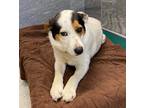 Adopt Patch a White Australian Cattle Dog / Beagle / Mixed dog in Cooperstown