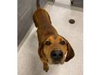 Adopt Earl a Red/Golden/Orange/Chestnut Redbone Coonhound / Mixed dog in