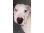 Adopt NiÃ±a A White American Pit Bull Terrier / Dogo Argentino / Mixed Dog In