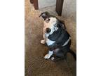 Adopt Bella Rose a Black - with White Catahoula Leopard Dog / Mixed dog in