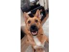 Adopt Lacey a Brown/Chocolate - with White Border Collie / German Shepherd Dog /