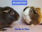 Adopt Rocky a Brown or Chocola