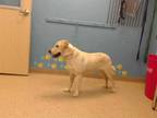 Adopt AXEL A Tan/Yellow/Fawn Labrador Retriever / Mixed Dog In Palmer