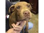 Adopt 230317K102 - Fern A Pit Bull Terrier / Mixed Dog In Cleveland