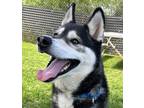 Adopt Max a Black Husky / Mixed dog in Wenatchee, WA (33399543)