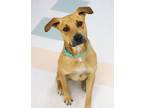 Adopt Max a Mixed Breed (Medium) / Mixed dog in Stouffville, ON (37660039)