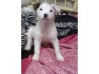 Adopt Babygirl a Tricolor (Tan/Brown & Black & White) Terrier (Unknown Type