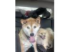 Adopt Hachi a Tan/Yellow/Fawn - with White Shiba Inu / Mixed dog in Thornton