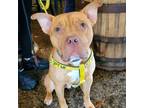 Adopt Odin a American Pit Bull Terrier / Mixed dog in Michigan City