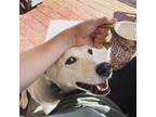 Adopt Lexi A White Husky / Labrador Retriever / Mixed Dog In Reno, NV (37658068)