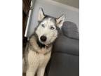 Adopt Skyler a Black - with White Husky / Mixed dog in Oklahoma City