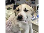 Adopt Trout a White - with Tan, Yellow or Fawn Anatolian Shepherd / Mixed dog in