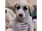 Adopt Timon A White - With Tan, Yellow Or Fawn Anatolian Shepherd / Mixed Dog In