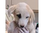 Adopt Teo a White - with Tan, Yellow or Fawn Anatolian Shepherd / Mixed dog in