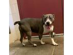 Adopt Gloria a Gray/Silver/Salt & Pepper - with Black Pit Bull Terrier / Mixed