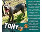 Adopt Tony A Gray/Silver/Salt & Pepper - With White Pit Bull Terrier / Mixed Dog