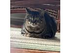 Adopt Lola A Tan Or Fawn Tabby Domestic Shorthair / Mixed (short Coat) Cat In
