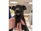 Adopt Finley PAWS A Black Mixed Breed (Medium) / Mixed Dog In San Angelo
