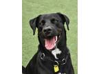 Adopt Peter a Black Labrador Retriever / Mixed dog in Cleveland, OH (37659176)