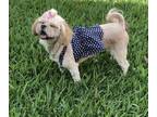Adopt Coco A White - With Red, Golden, Orange Or Chestnut Lhasa Apso / Mixed Dog