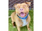 Adopt Ace a Pit Bull Terrier / Mixed dog in Novato, CA (37658947)