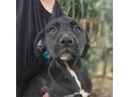 Adopt Tijuana a Black Mixed Breed (Medium) / Mixed dog in Gainesville
