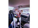 Adopt Debo a White - with Brown or Chocolate American Pit Bull Terrier /