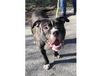 Adopt Scotty A Black American Pit Bull Terrier / Mixed Dog In South Abington