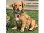 Adopt Prince Harry a Dachshund / Spaniel (Unknown Type) / Mixed dog in