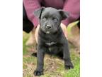 Adopt Bear a Black German Shepherd Dog / Husky dog in oklahoma city