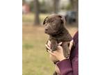 Adopt Cherry a Brown/Chocolate American Staffordshire Terrier / Mixed dog in