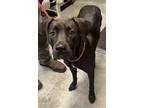 Adopt Elli A Black Great Dane / Mixed Dog In Bowling Green, KY (37658532)