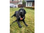 Adopt Lokey a Black Labrador Retriever / Mixed dog in Martinez, CA (37643600)