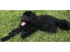 Adopt Bentley a Black Goldendoodle / Mixed dog in Towson, MD (37614915)