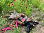 Adopt "Remi" fka Jaz - Located in TX a Belgian Malinois / Mixed dog in Imlay