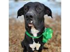 Adopt #12975/_3/#12982/Budda a Black Labrador Retriever / Mastiff / Mixed dog in