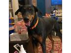 Adopt Adopt or Foster Me a Black Doberman Pinscher / Mixed dog in El Paso