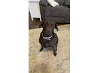 Adopt Daisy a Brown/Chocolate Labrador Retriever / Mixed dog in Whiteman Air