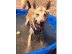 Adopt Afina A Tan/Yellow/Fawn Husky / Mixed Dog In Las Cruces, NM (34303959)