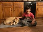 Adopt Isla a Brown/Chocolate Anatolian Shepherd / Husky / Mixed dog in Medina