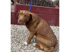 Adopt ROWLF a Brown/Chocolate Retriever (Unknown Type) / Mixed dog in Jackson