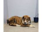 Adopt BEAKER a Brindle Collie / Mixed dog in Jackson, OH (37658150)