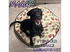 Adopt Maggie A Golden Retriever / Mixed Dog In Nicholasville, KY (37658109)