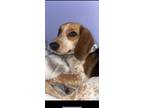 Adopt Bean a Tricolor (Tan/Brown & Black & White) Beagle / Mixed dog in Nash