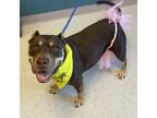 Adopt Hazel A Brown/Chocolate Pit Bull Terrier / Mixed Dog In Garden