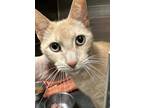 Adopt Swayzee a Orange or Red Domestic Shorthair / Domestic Shorthair / Mixed